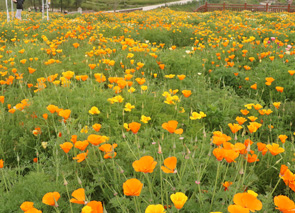 祝贺网站开通。感谢新老客户关注